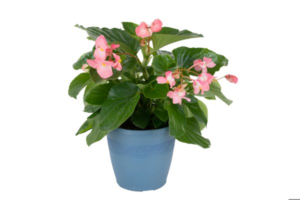 Begonia Whopper Pink Green Leaf Pot On Sweep Pot On Sweep