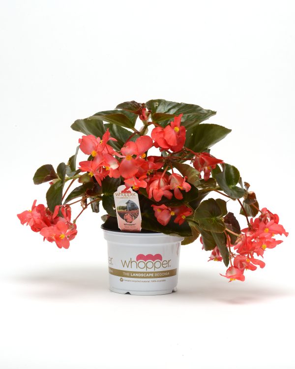 Begonia Whopper Red Bronze Leaf Pot On Sweep