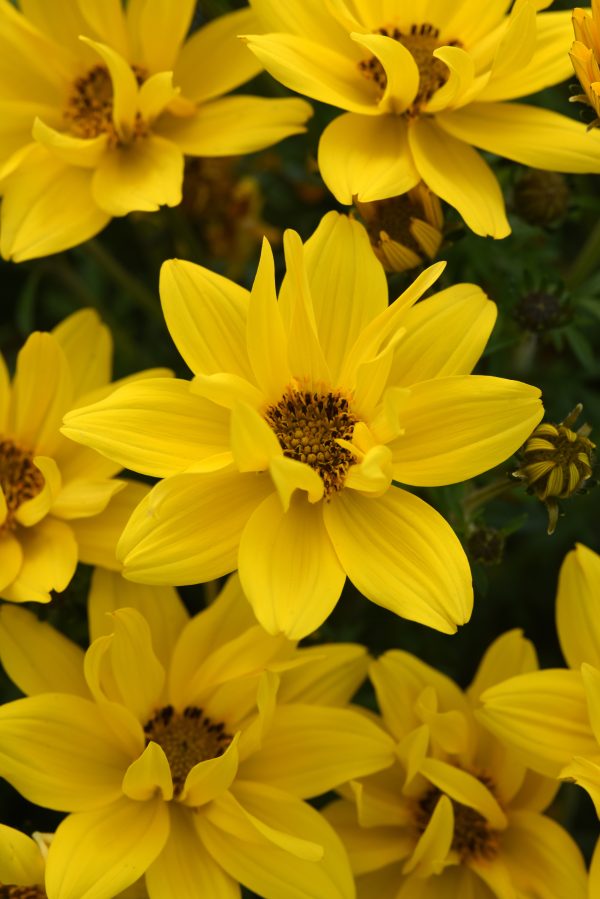 Bidens Other Sun Drop Compact Double Yellow Bloom (1)