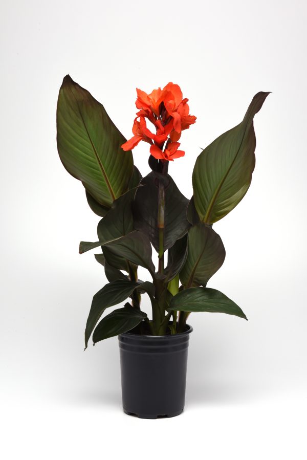 Canna Cannova Bronze Orange Pot On Sweep