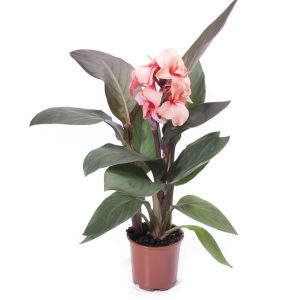 Canna Cannova Bronze Peach Pot On Sweep