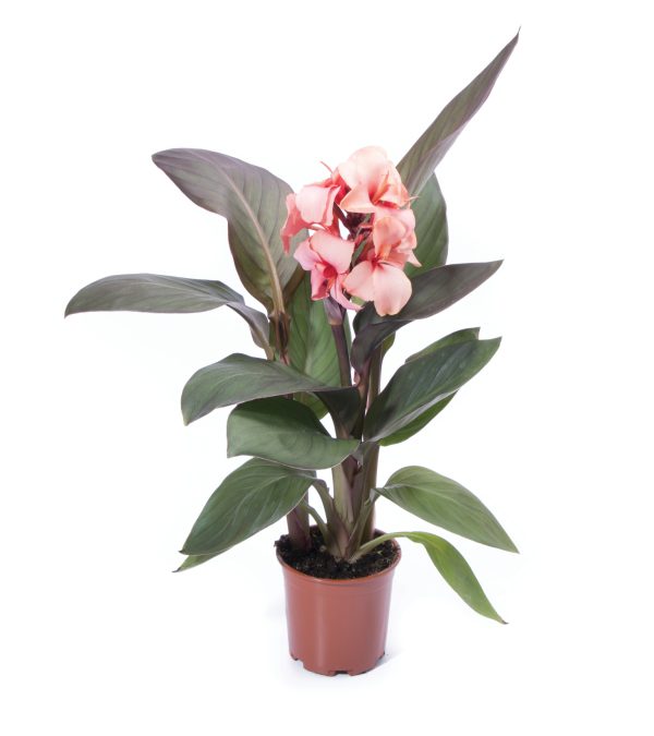 Canna Cannova Bronze Peach Pot On Sweep