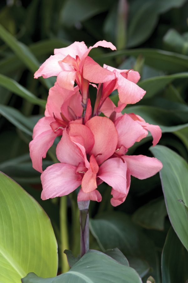 Canna Cannova Mango Bloom