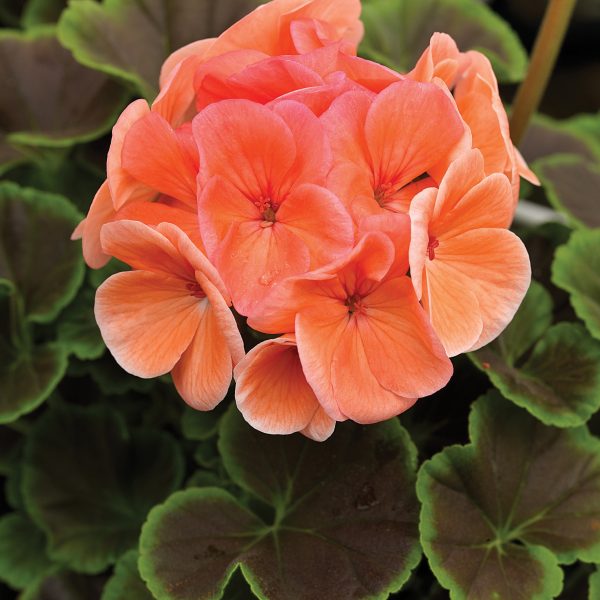 Geranium Bulls Eye Salmon