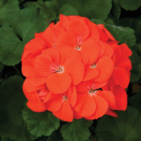 Geranium Maverick Orange