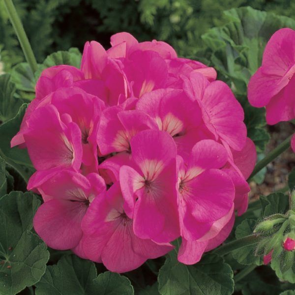 Geranium Maverick Pink