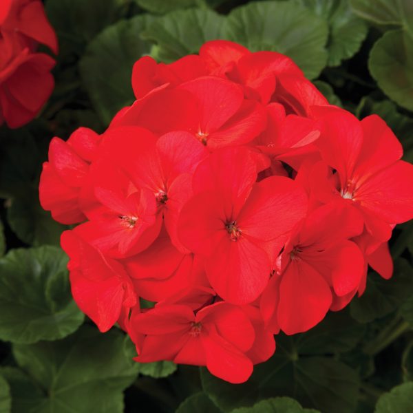 Geranium Maverick Red