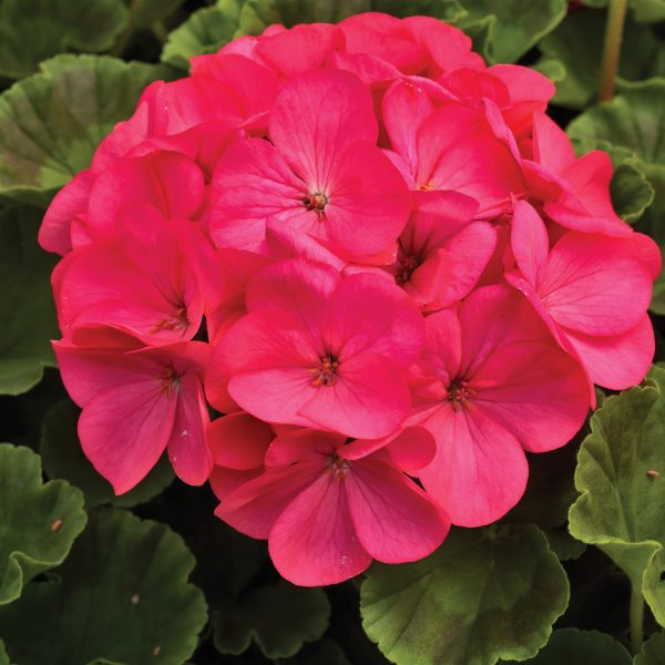 Geranium Maverick Rose
