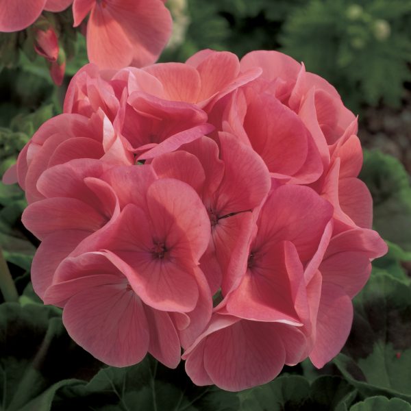 Geranium Maverick Salmon