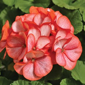 Geranium Maverick Scarlet Picotee