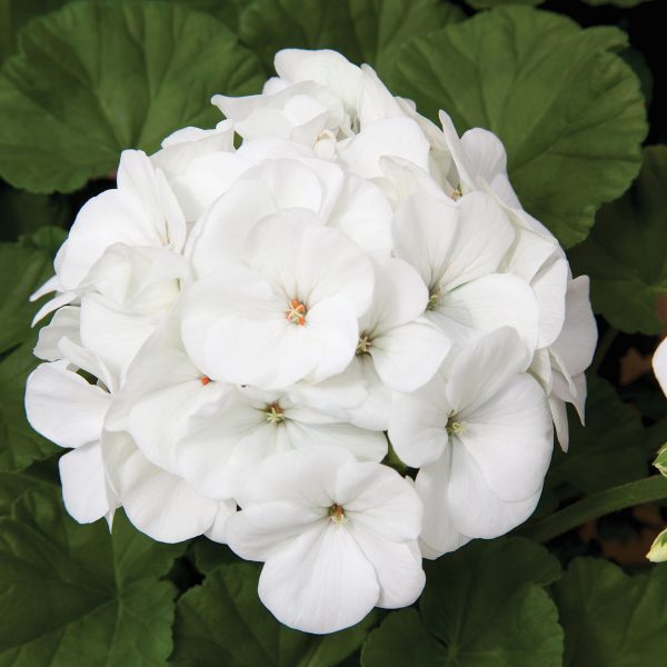 Geranium Maverick White