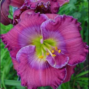 Hemerocallis Lavender Blue Baby
