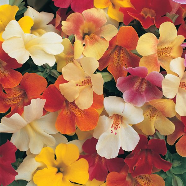 Mimulus Other Mix Ball Magic Bloom