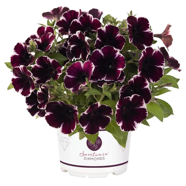 Petunia Sweetunia Miss Marvelous Container