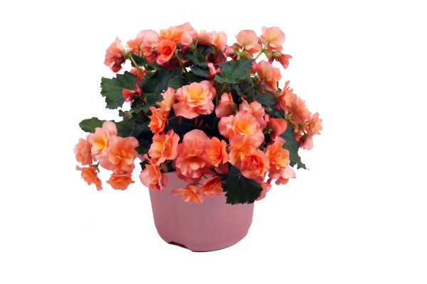 Begonia Solenia Apricot