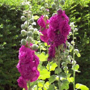 Alcea Double Purple