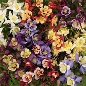 Aquilegia Earlybird Mix