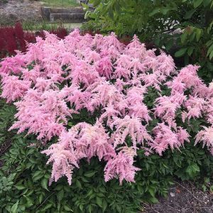 Astilbe Fireworks Pink