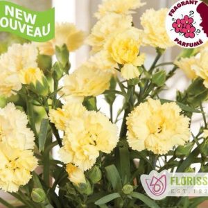 Dianthus Odessa Yellow Bling Bling