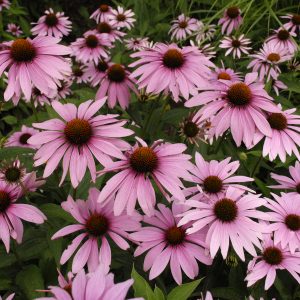 Echinacea Magnus