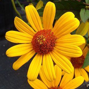 Heliopsis Summer Nights