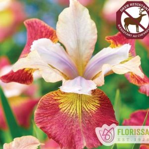 Iris Sugar Rush