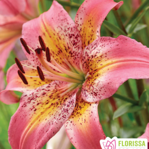 Lilium Asiatic Fancy Dance