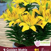 Lilium Asiatic Pot 'golden Matrix'