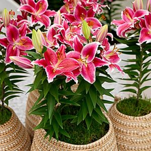 Lilium Oriental After Eight