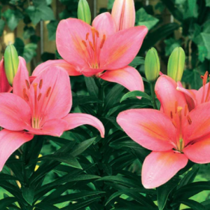 Lily Asiatic Pot Tiny Toons