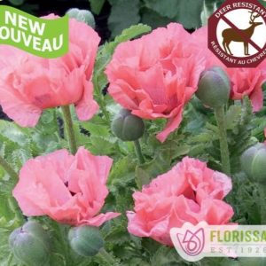 Papaver Pink Pearl