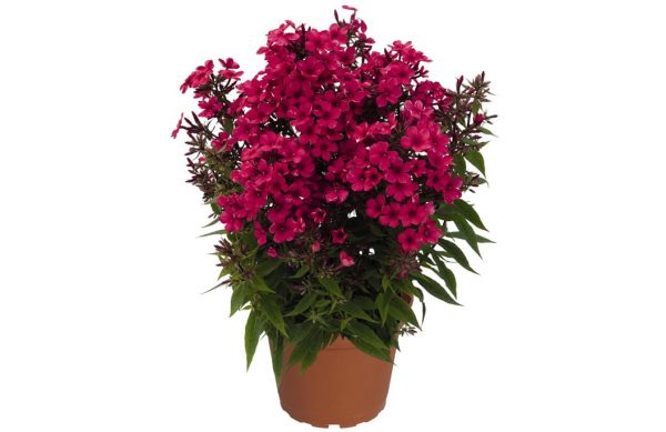 Phlox Early Red