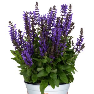 Salvia Noble Knight