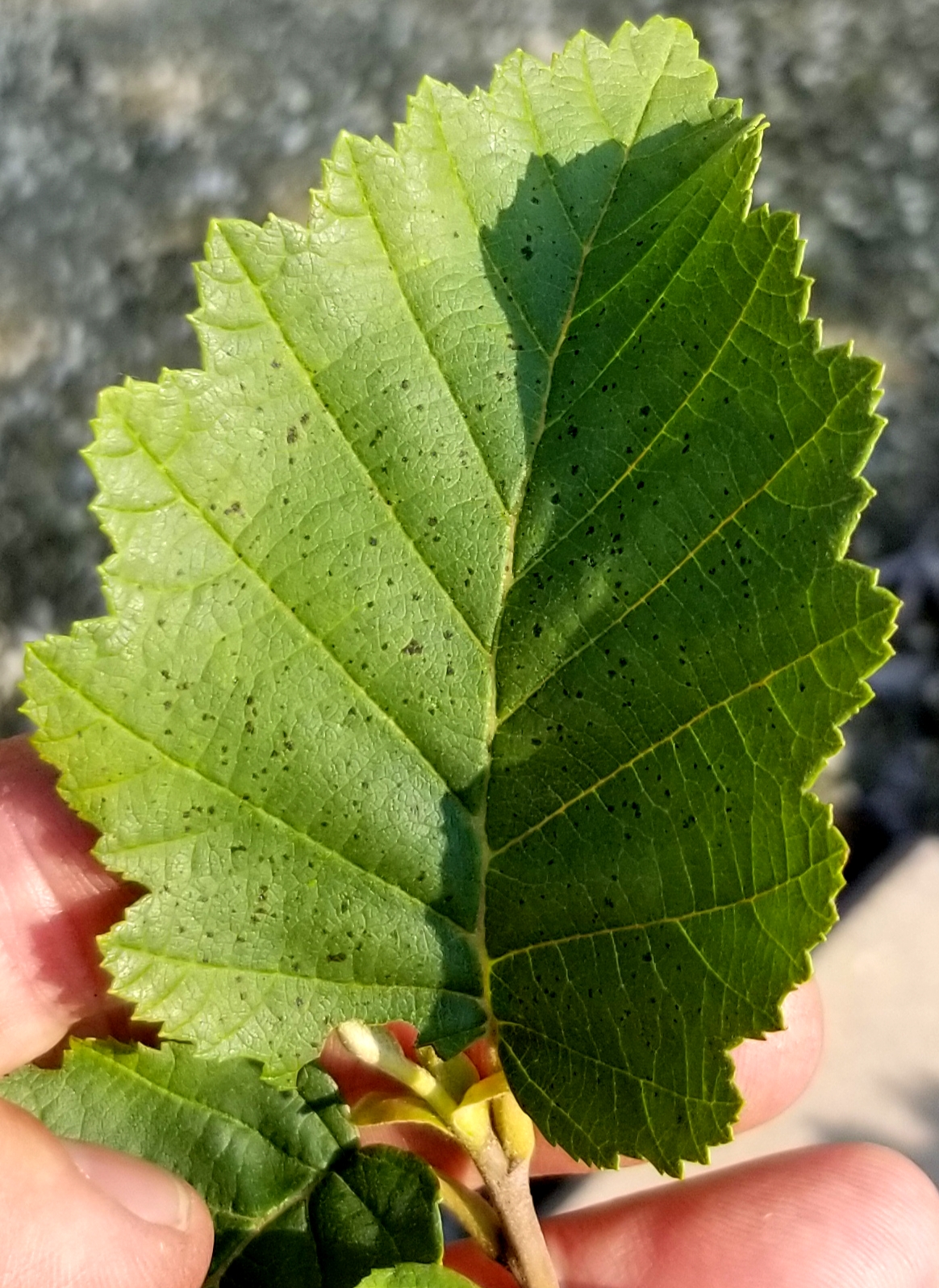 Alder Mountain Leaf