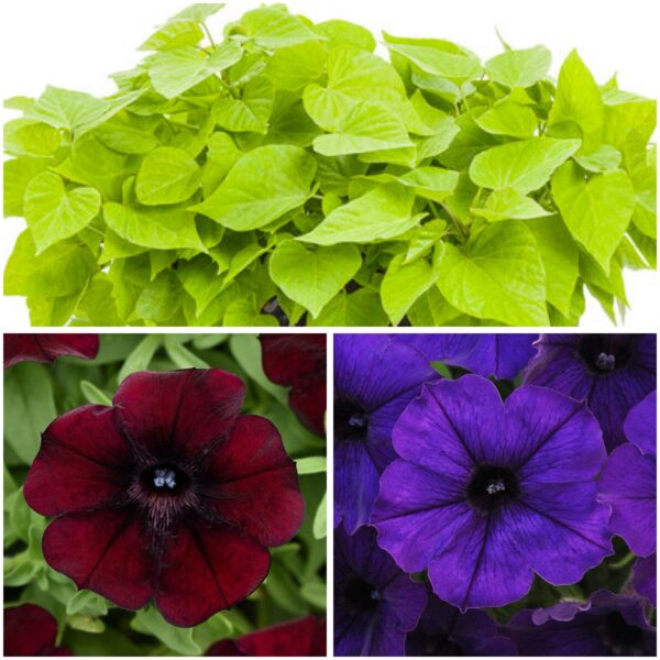 #10 Ipomoea Sweetheart Lime, Starlet Blue & Pinot Red