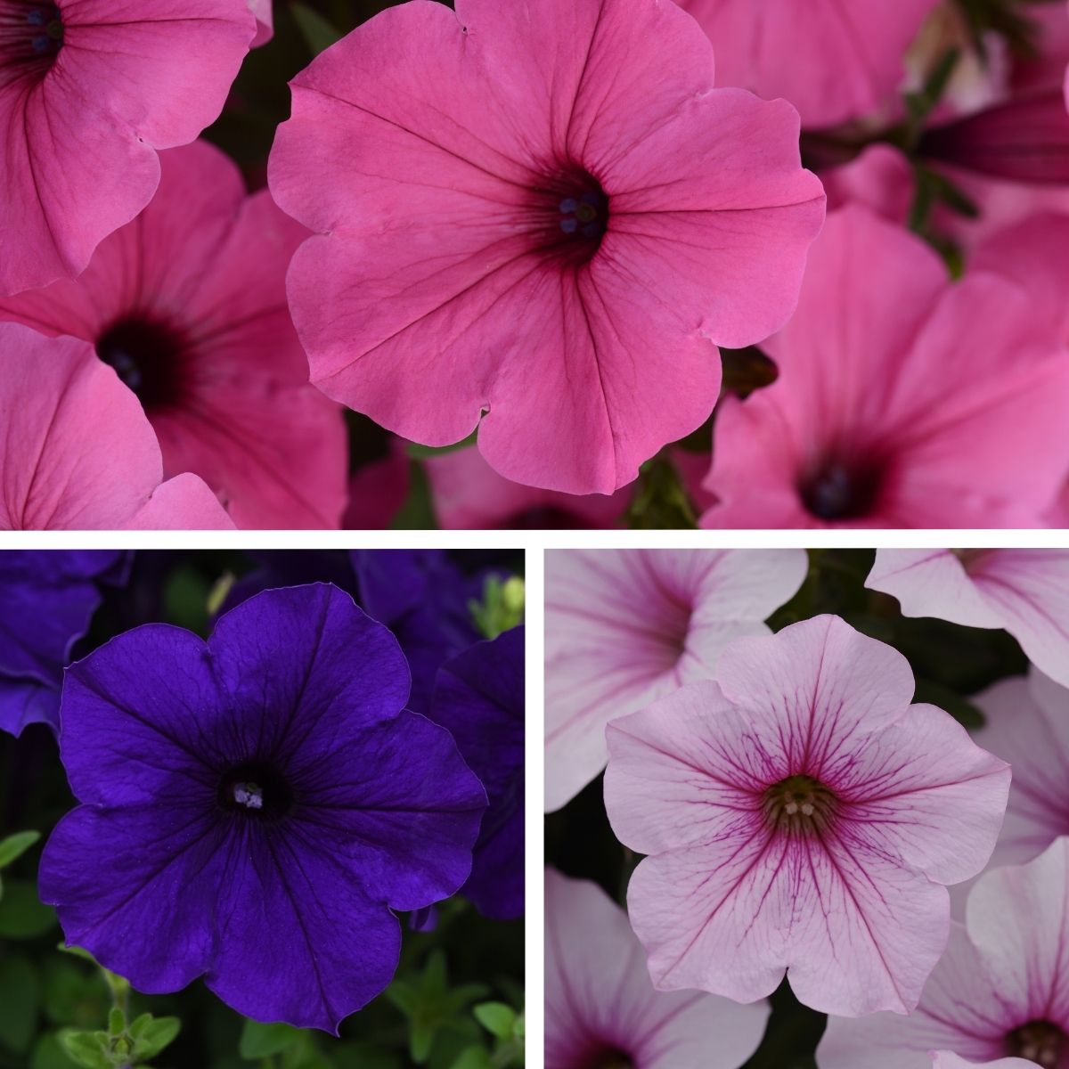 12#4.10#6.15pet4.22hb4