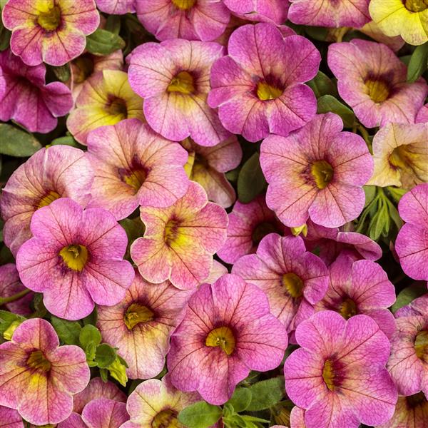 Cali Superbells Pink Lemonade