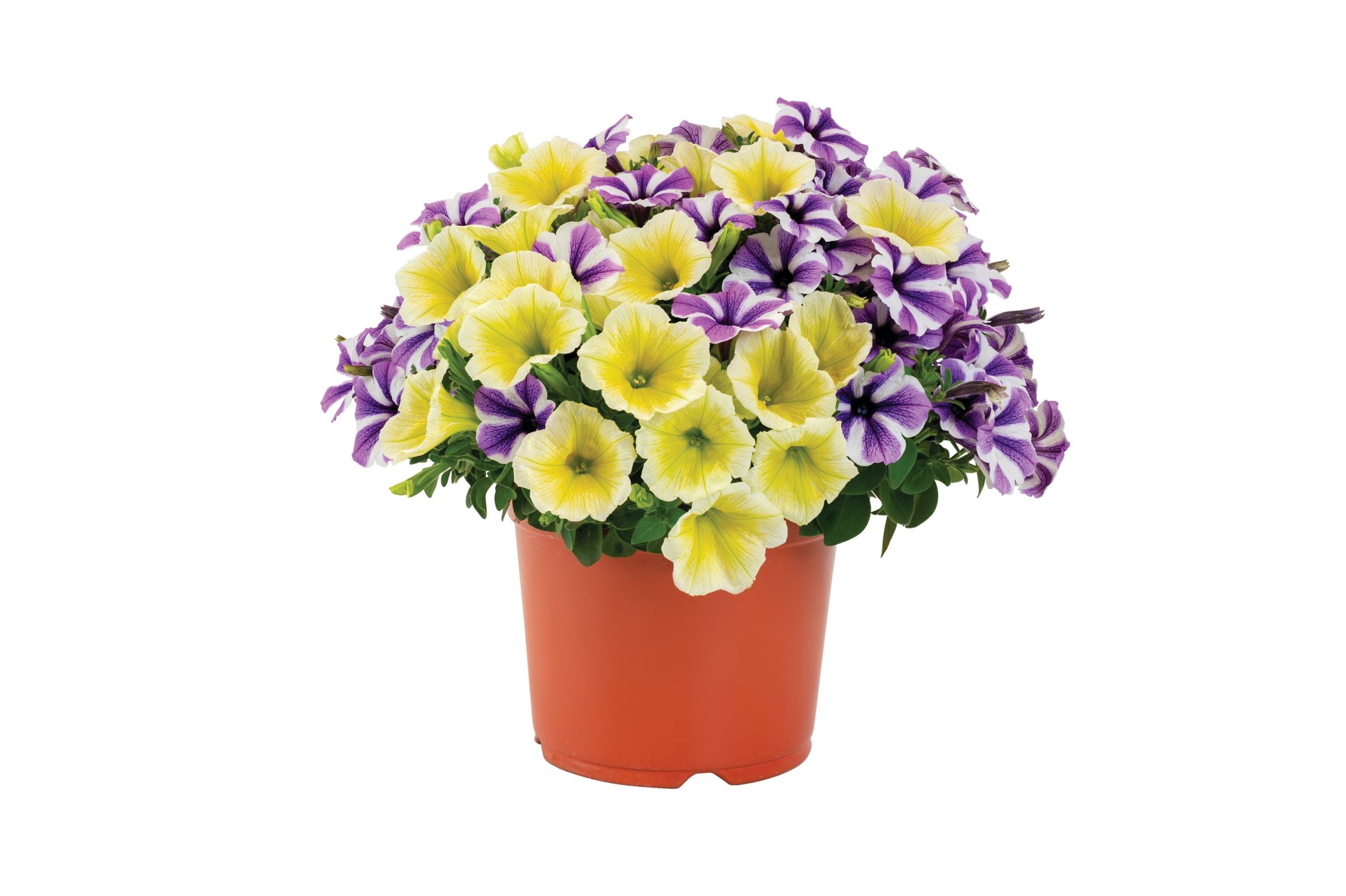 Confetti Dancing Jeans