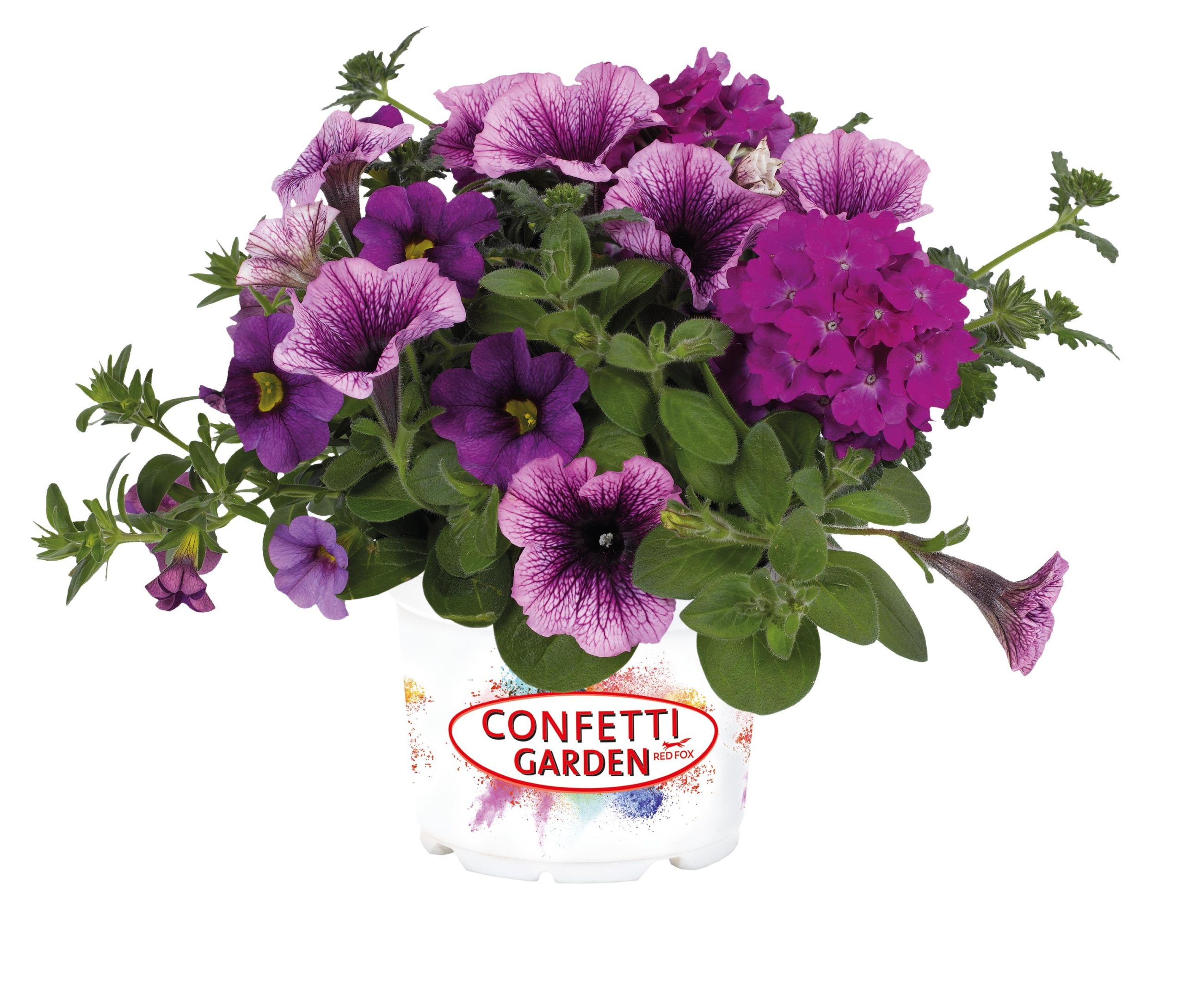 Confetti Purple Cleopatra