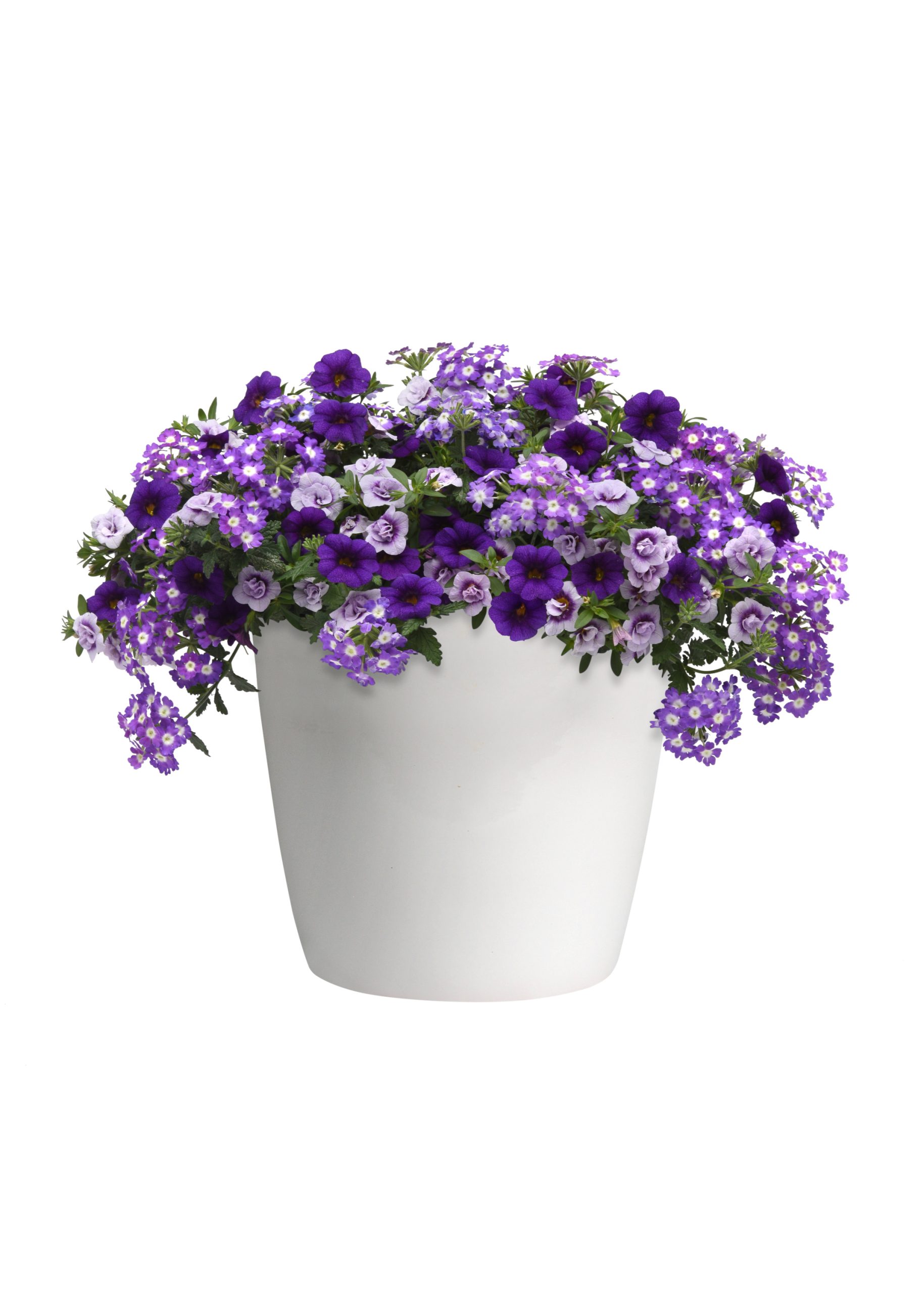 Confetti Purple Lace