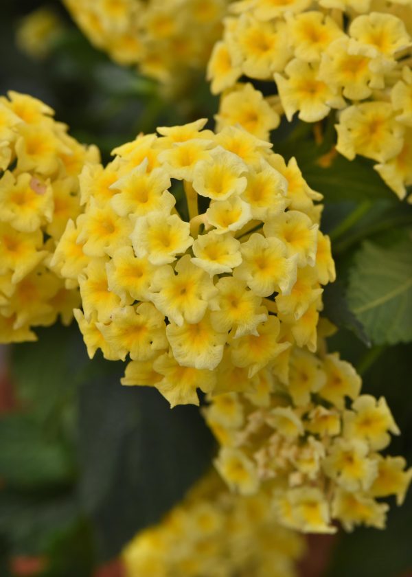 Lantana Shamrock Butterscotch Glow Bloom Bloom