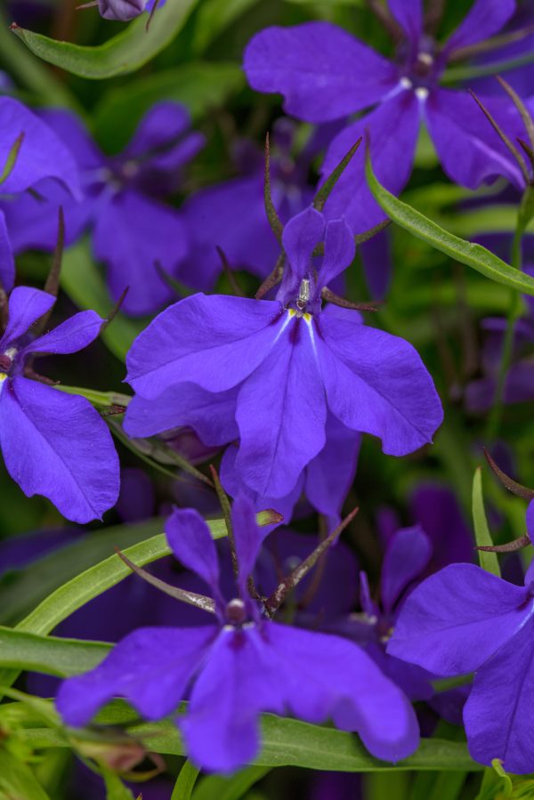 Lobelia Heatopia Blue Dark Bloom Bloom