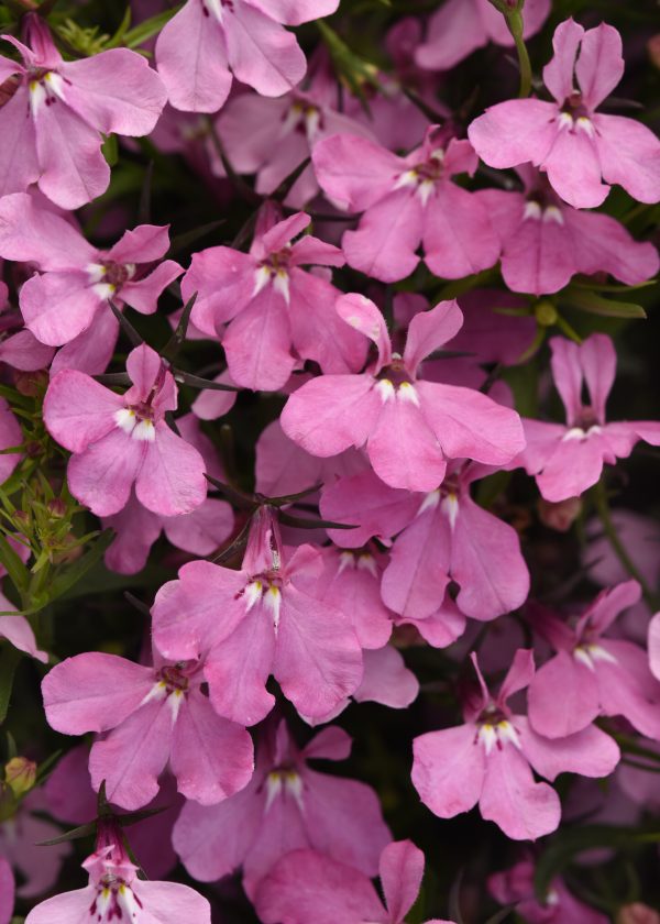 Lobelia Heatopia Pink Bloom Bloom