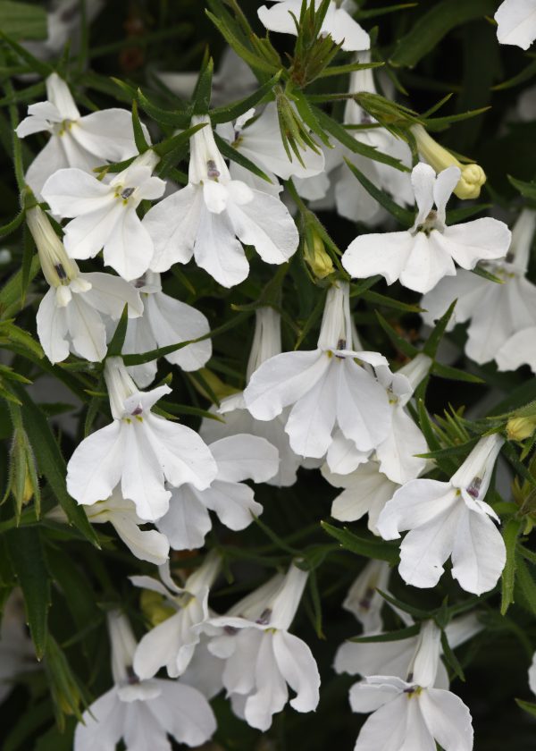 Lobelia Heatopia White Bloom Bloom