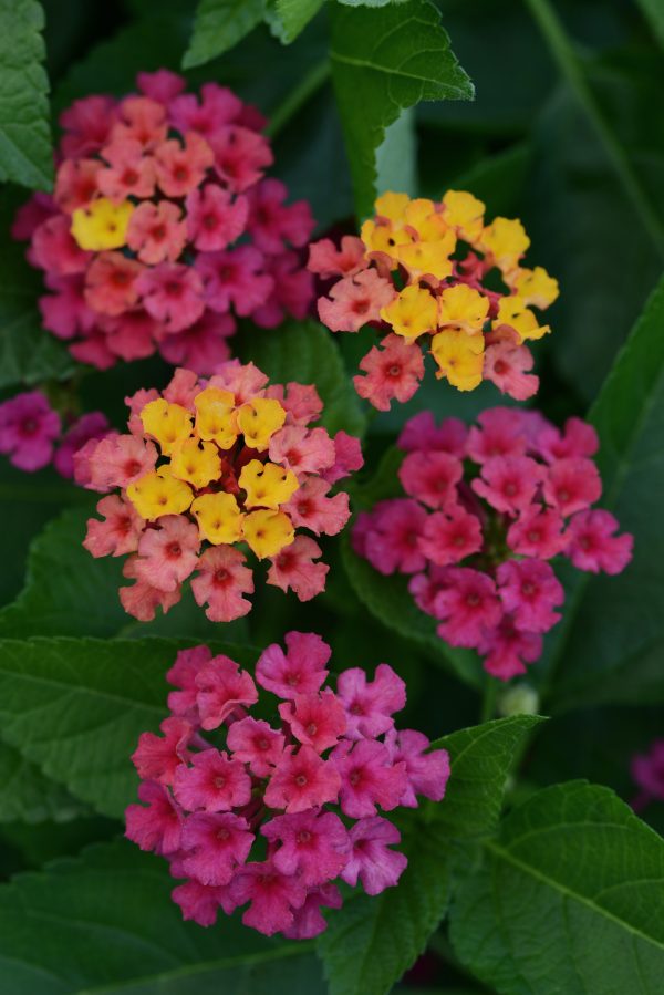 Lantana Bloomify Rose Bloom