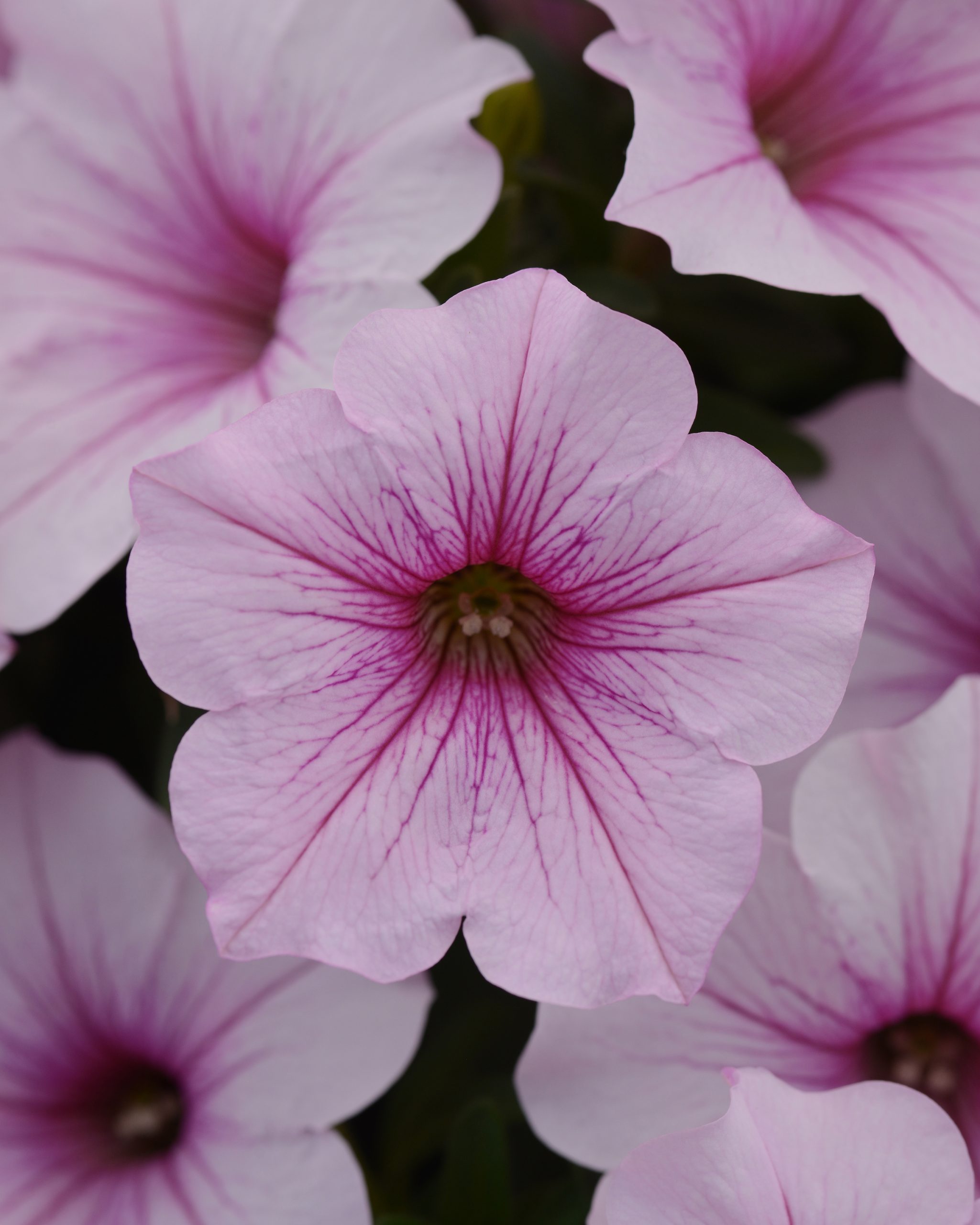 Petunia Color Rush Pink Vein