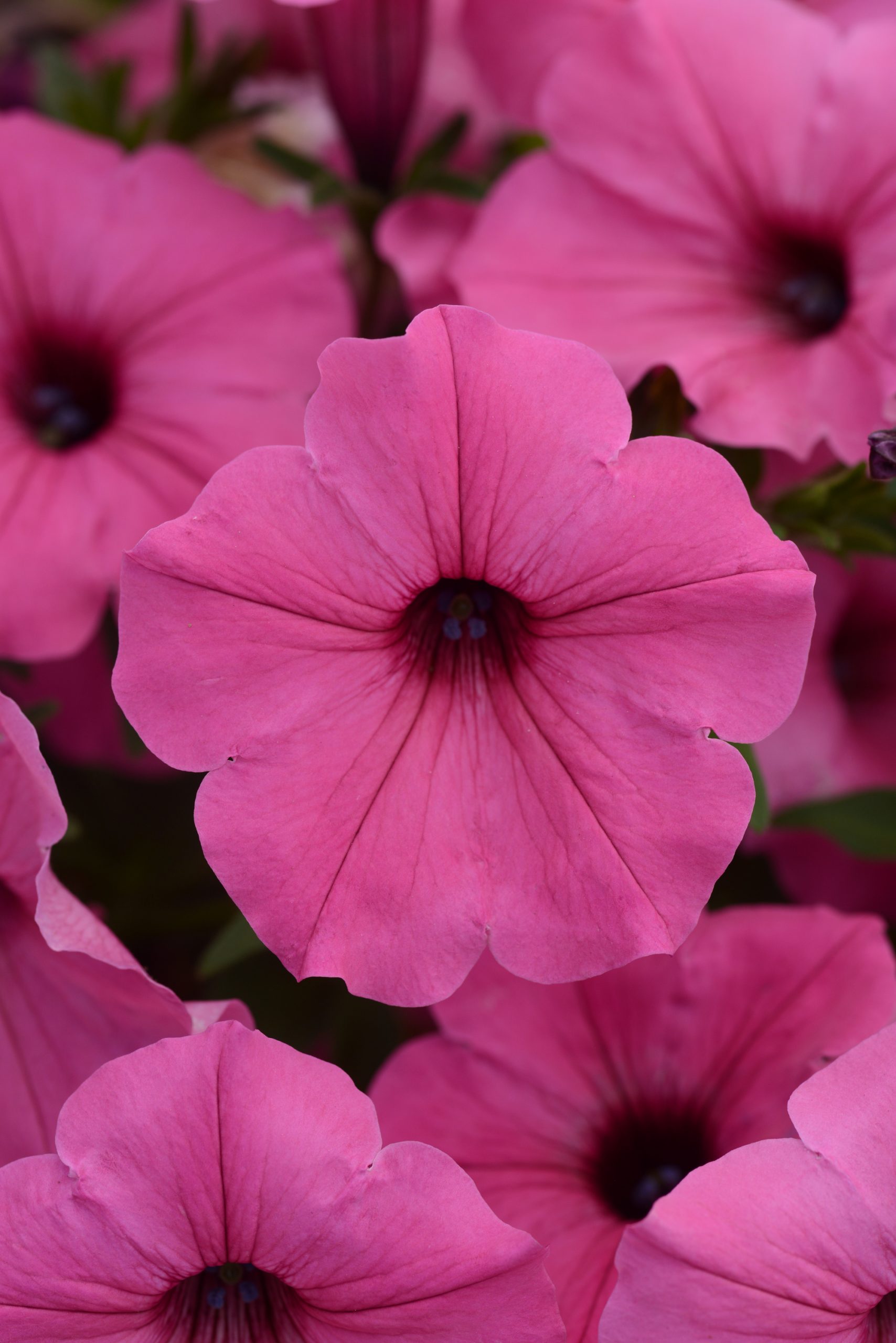 Petunia Color Rush Pink