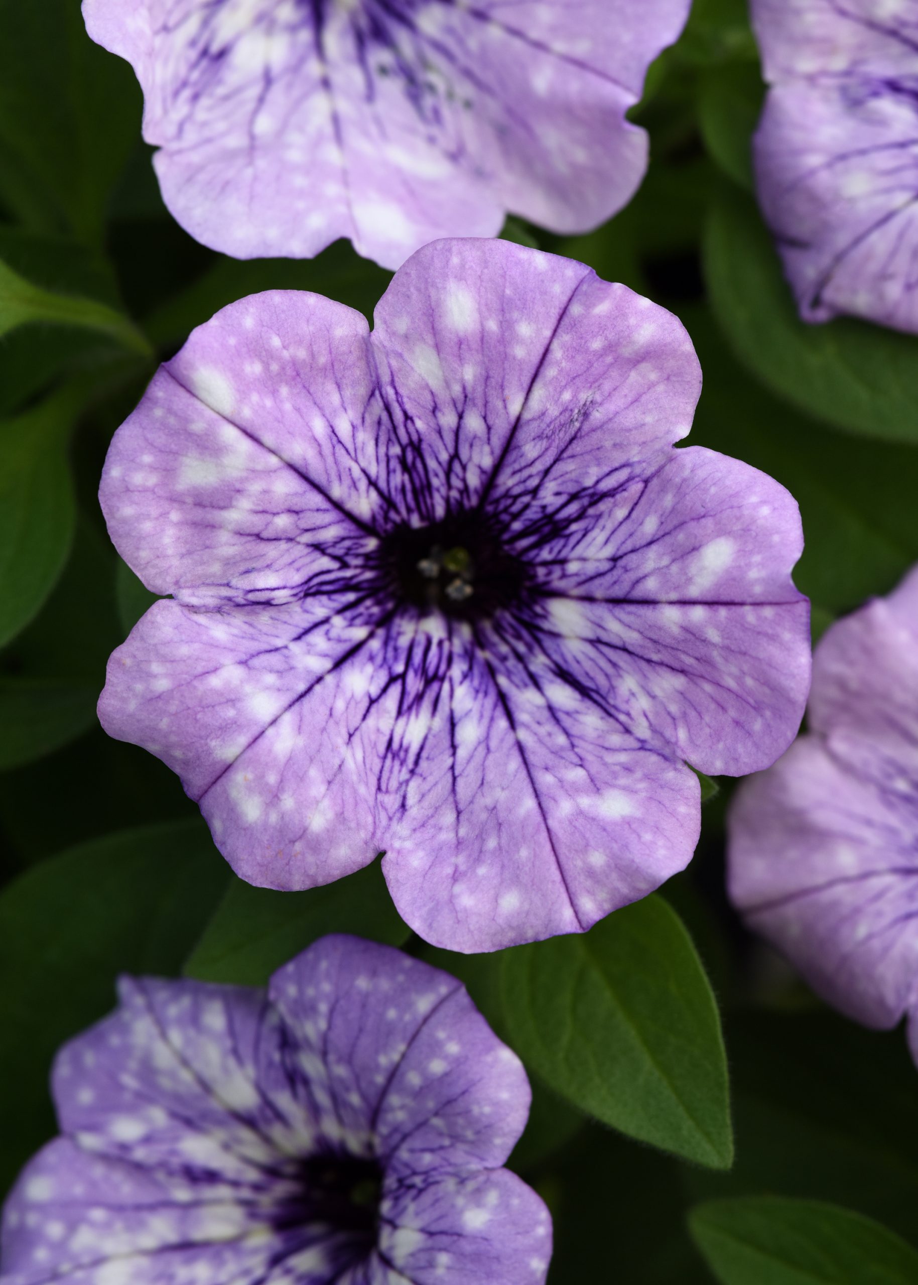 Petunia Headliner Crystal Sky