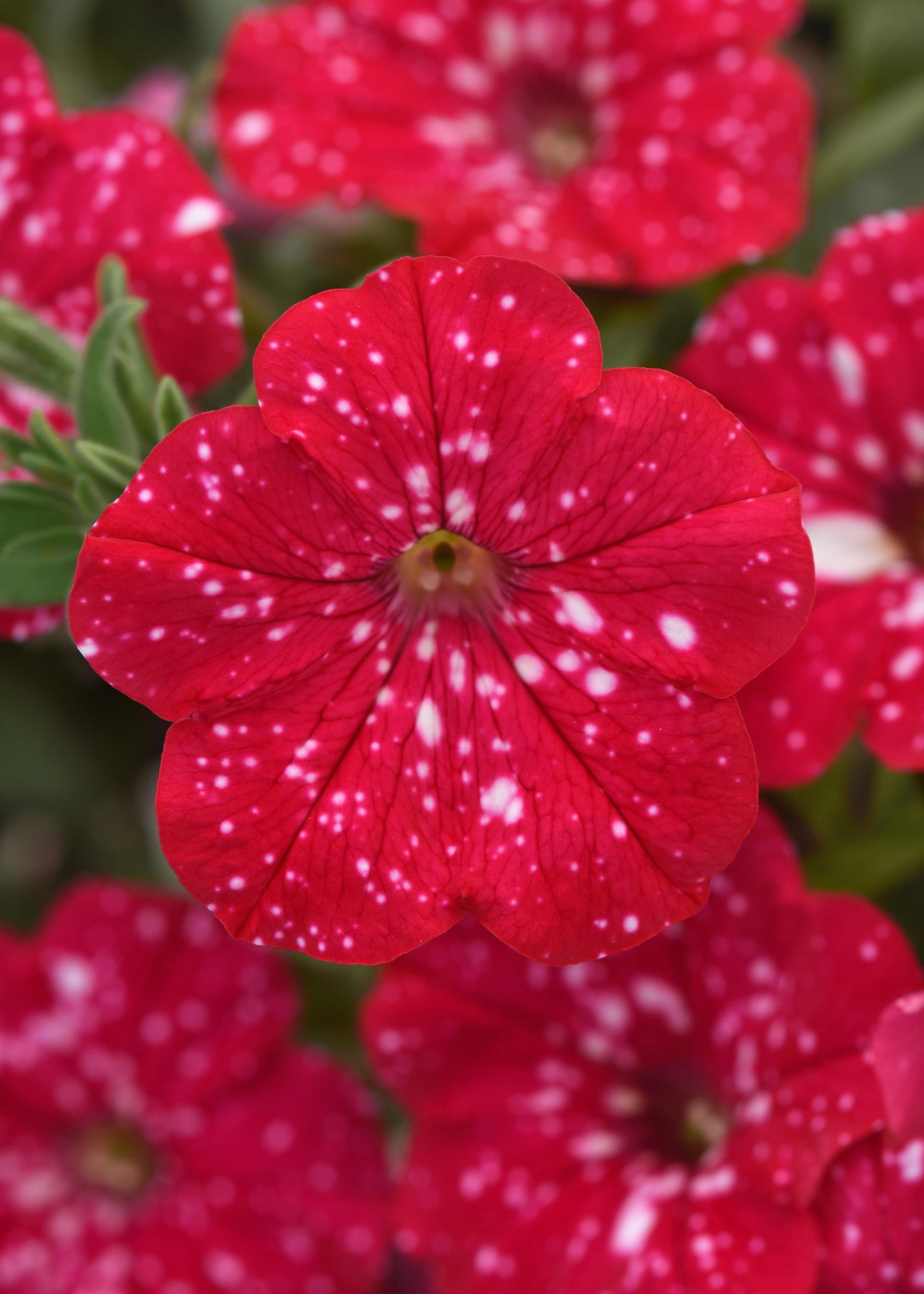 Petunia Headliner Strawberry Sky