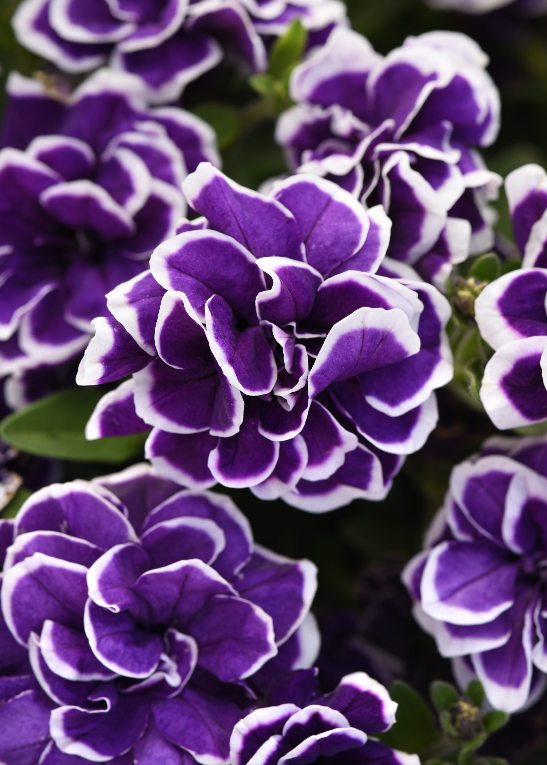Petunia Jewel Frosted Sapphire